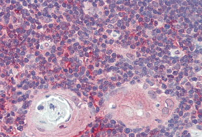 Goat anti-ARF4 (aa137-150) Antibody