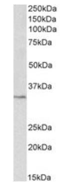 PCNA antibody