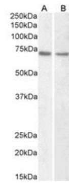 Lamin B1 (aa526-537) Antibody