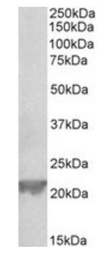 Gpx1 (mouse, rat) Antibody