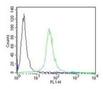 Goat anti-CD34-T Antibody