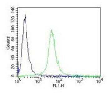 CD34 antibody