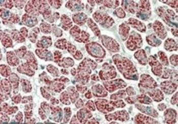 Goat anti-NDUFA7 Antibody