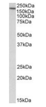 EEA1 (aa821-835) Antibody