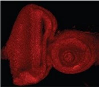 Goat anti-E2F1 (Drosophila, aa480-493) Antibody
