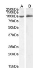 Goat anti-ICAM1 Antibody