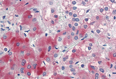 Goat anti-ENC1 Antibody