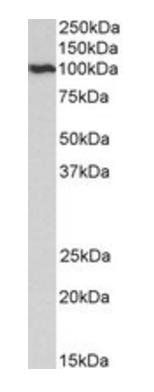 CDC48/YDL126C Antibody