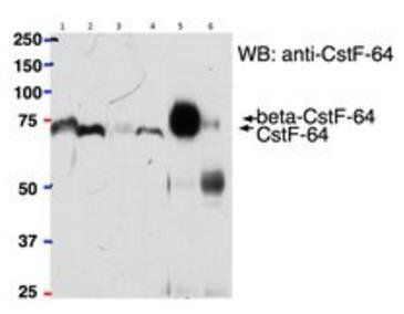 beta CstF-64 variant 1 antibody
