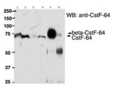 Goat anti-betaCstF-64 variant 1/ betaCstF-64 variant 3 (mouse) Antibody