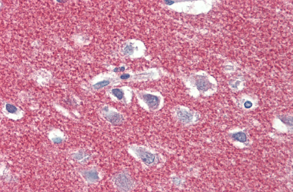 Goat anti-AP2A1 (aa706-727) Antibody