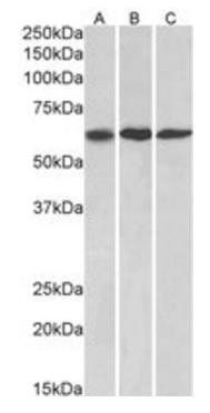 Goat anti-MMP14 Antibody