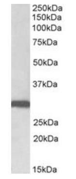 Goat anti-Stomatin Antibody