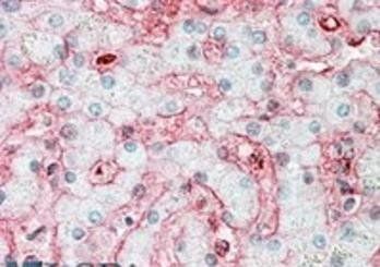 Goat anti-Stomatin Antibody