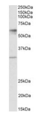Goat anti-sialin / SLC17A5 (aa85-99) Antibody