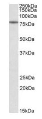 Goat anti-CAPN1 Antibody