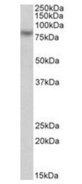 CAPN1 (aa468-481) Antibody