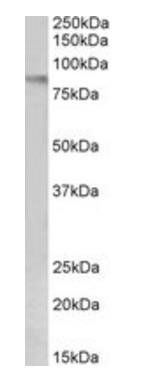 Goat anti-VCAM1 Antibody