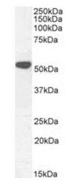 Goat anti-KATNAL2 Antibody