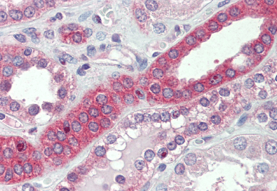 Myosin IH Antibody