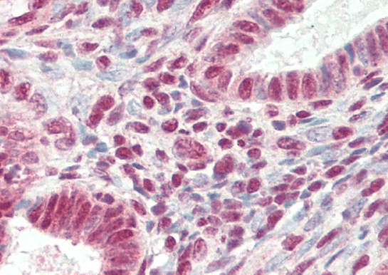 Goat anti-SRRT / ARS2 Antibody