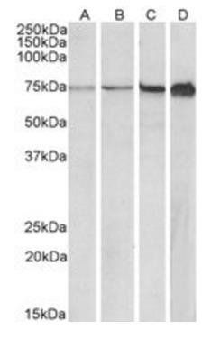 Goat anti-RPA1 / RPA70 (aa323-337) Antibody
