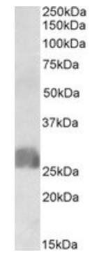 Goat anti-CREB3L2 Antibody