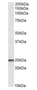 Goat anti-NBL1 (aa21-32) Antibody