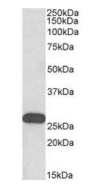 Goat anti-HOXC6 (isoform 1) Antibody