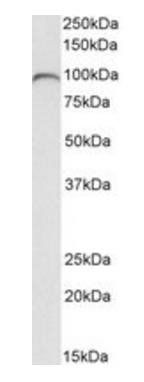 Goat anti-complement component 7 Antibody