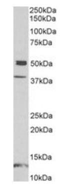 Goat anti-neuronal pentraxin 1 Antibody