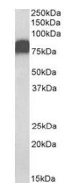 Goat anti-CD44 Antibody
