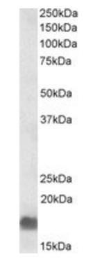 Goat anti-EDF1 Antibody