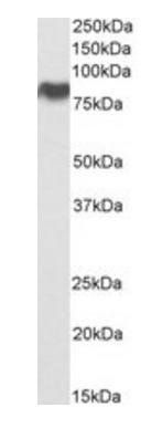 Goat anti-SCARB1 / SR-BI Antibody