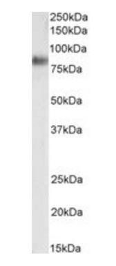 Goat anti-SCARB1 / SR-BI (aa238-250) Antibody