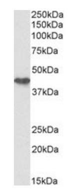 Goat anti-cytokeratin 19 (aa285-298), Biotinylated Antibody