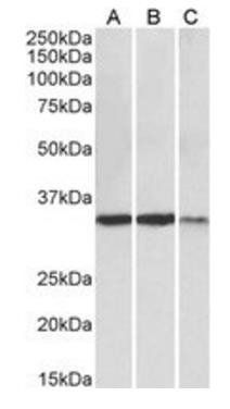 Goat anti-LDHA Antibody