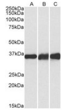 Goat anti-LDHB Antibody