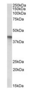 Goat anti-SERPINB1 Antibody