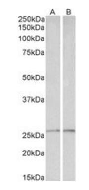 Goat anti-peroxiredoxin 6 Antibody