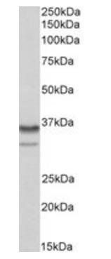 Goat anti-HNRNPA2B1 Antibody
