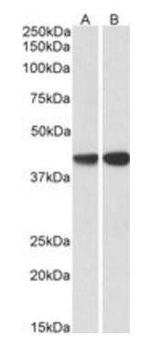 Goat anti-CAPG Antibody
