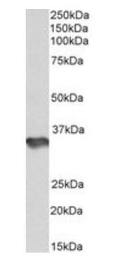 HS3ST1 Antibody