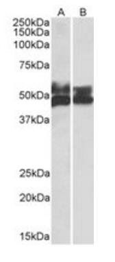 Goat anti-FCRL1 Antibody