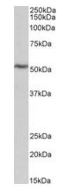 Goat anti-ATP5B (aa15162) Antibody