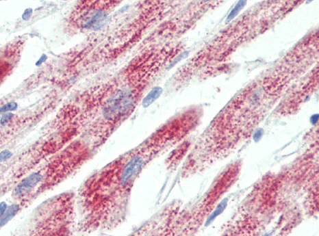 Goat anti-ATP5C1 Antibody