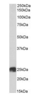 Goat anti-ATP5F1 (aa142-153) Antibody
