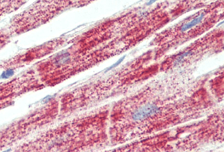 Goat anti-ATP5F1 (aa142-153) Antibody