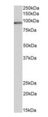 Goat anti-VPS16 Antibody
