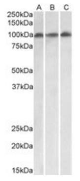 Goat anti-VPS16 (isoform 1) Antibody